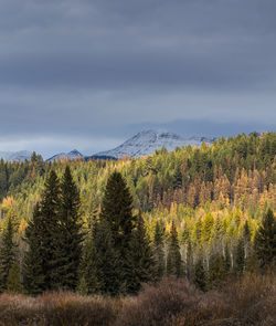 Scenic view of pine trees against sky