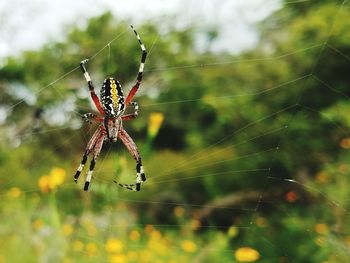 Close-up of spider on web