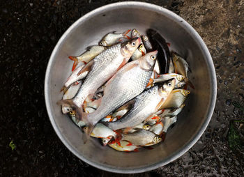 
several fresh fish in a stainless steel basin