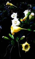 Close-up of white rose