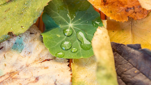 Close-up of leaf on plant during autumn