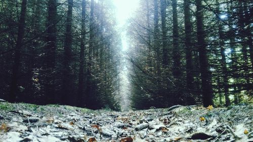 Scenic view of trees in forest during winter