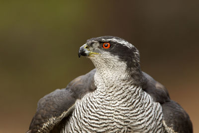 Close-up of a bird looking away