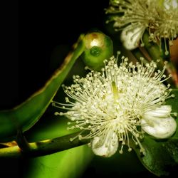 Close-up of flowers