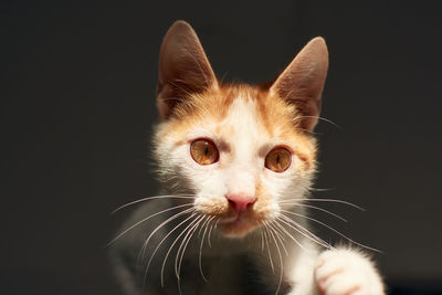 Close-up portrait of a cat