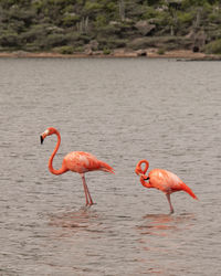 flamingo