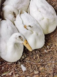 High angle view of white bird in nest