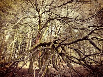 Low angle view of tree against sky