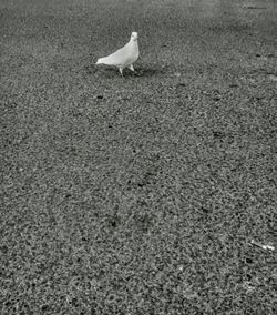 High angle view of white swan on sand at beach