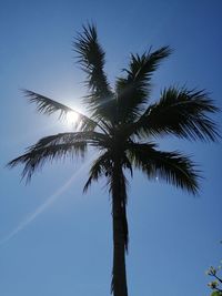 Low angle view of coconut palm tree against clear blue sky