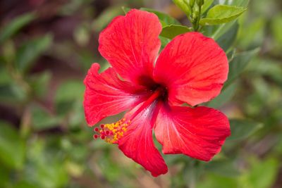 Close-up of red hibiscus blooming outdoors