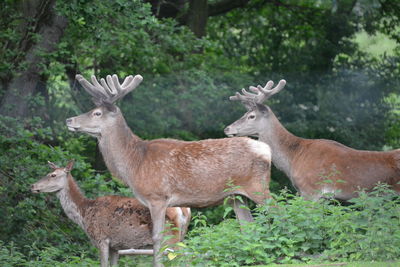 Deer in a forest