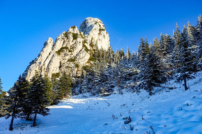 Pine trees on snow covered mountains against clear blue sky