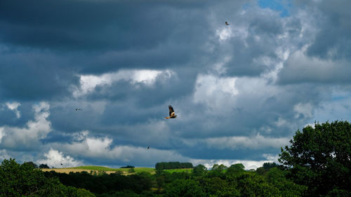 Low angle view of birds flying against sky