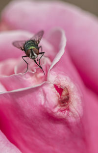 Close-up of fly on pink rose