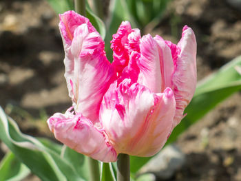 Close-up of pink flower blooming outdoors