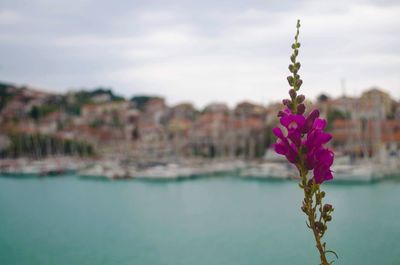 Close-up of pink flowering plant against sky