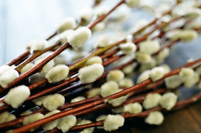 Close-up of fruits on table