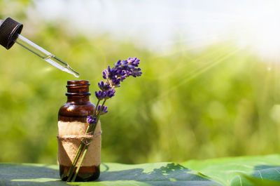 Close-up of purple flower in glass bottle on table