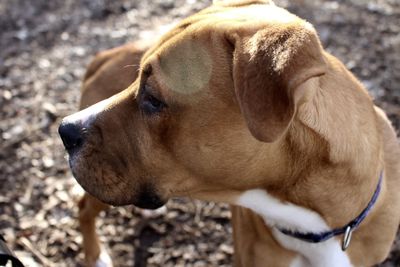 Close-up of brown american pit bull terrier standing on field