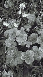 Full frame shot of plants