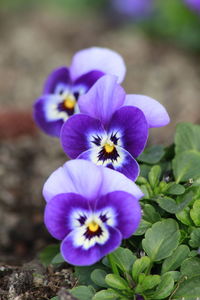 Close-up of purple flowers
