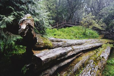 Stream flowing through rocks in forest