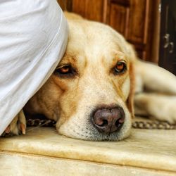 Close-up portrait of dog resting