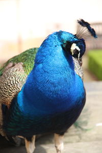 Close-up of peacock