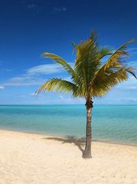 Coconut palm tree on beach against blue sky