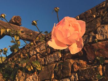 Low angle view of flowers against sky