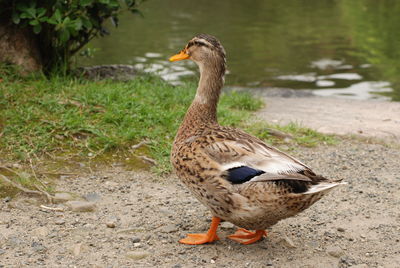 Side view of a duck on field