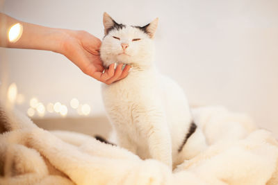 Cat love by the hand grip at hand. funny black and white cat.