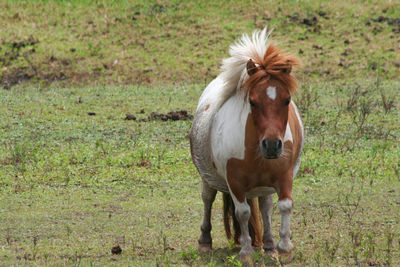 Horse standing in a field