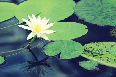 Close-up of lotus water lily in pond