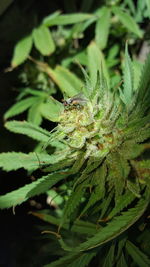 Close-up of insect on leaf