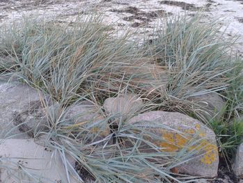 High angle view of dry plants on beach