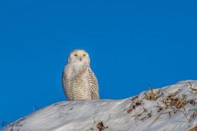 Snowy owl in the sunlight