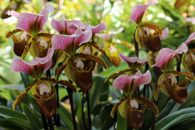 Close-up of pink flowering plants