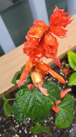 Close-up of red flower