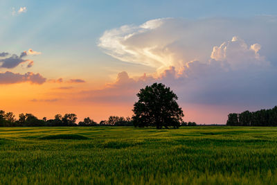 Scenic view of agricultural field against sky during sunset