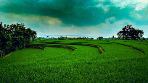 Scenic view of agricultural field against sky