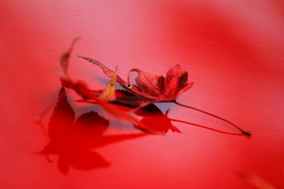 Close-up of red flower