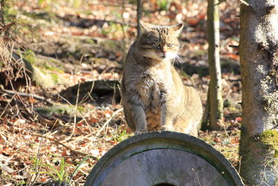 View of a cat looking away