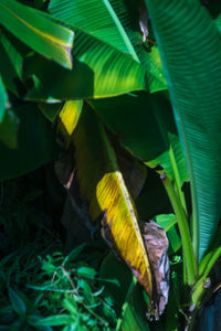 Close-up of a bird on leaf