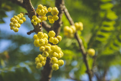 Low angle view of berries growing on tree