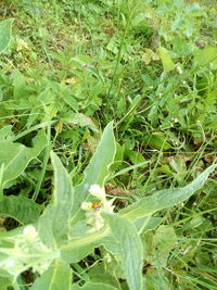 Close-up of insect on grass