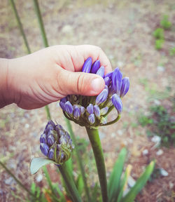 Close-up of hand holding purple flower