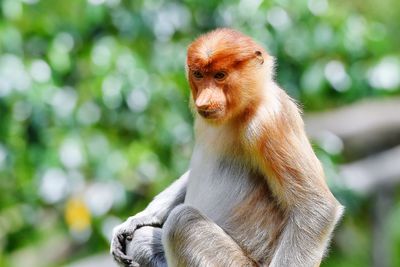 Close-up of monkey looking away