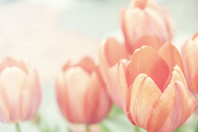 Close-up of pink tulips